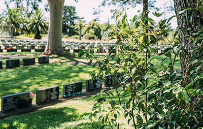 View of Rookwood Cemetery