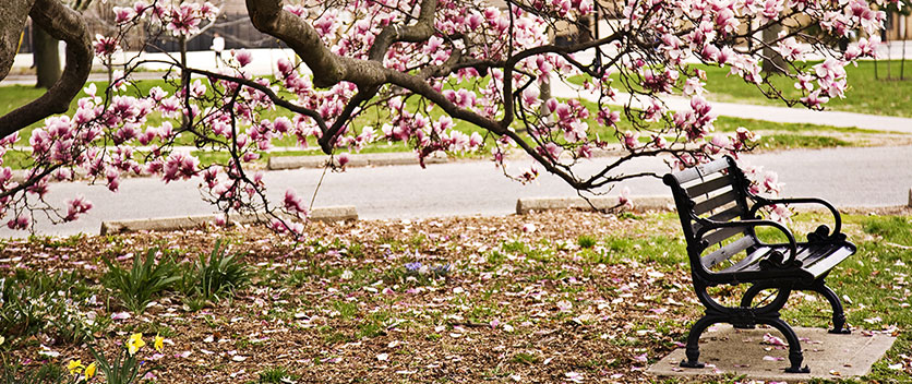 Seat under cherry treet