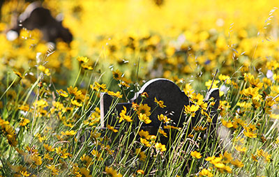 Gore Hill Cemetery - old weathered headstones surrounded by overgrown yellow wildflowers