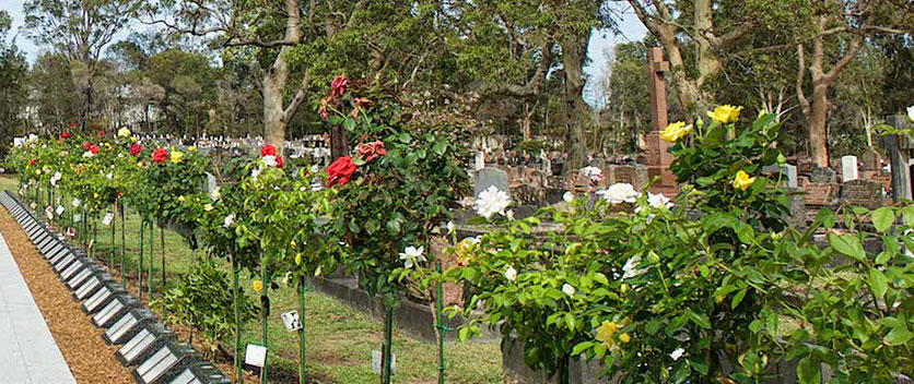 Rose bushes at graveyard