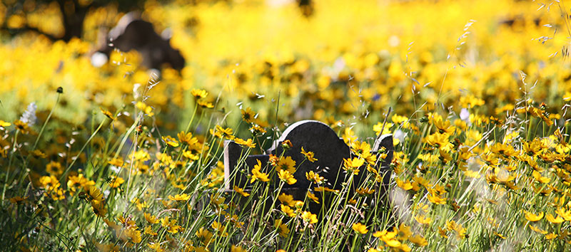 Old weathered headstones surrounded by overgrown yellow wildflowers. St Leondards, NSW.