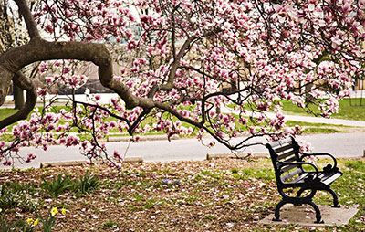 Bench under cherry blossom tree