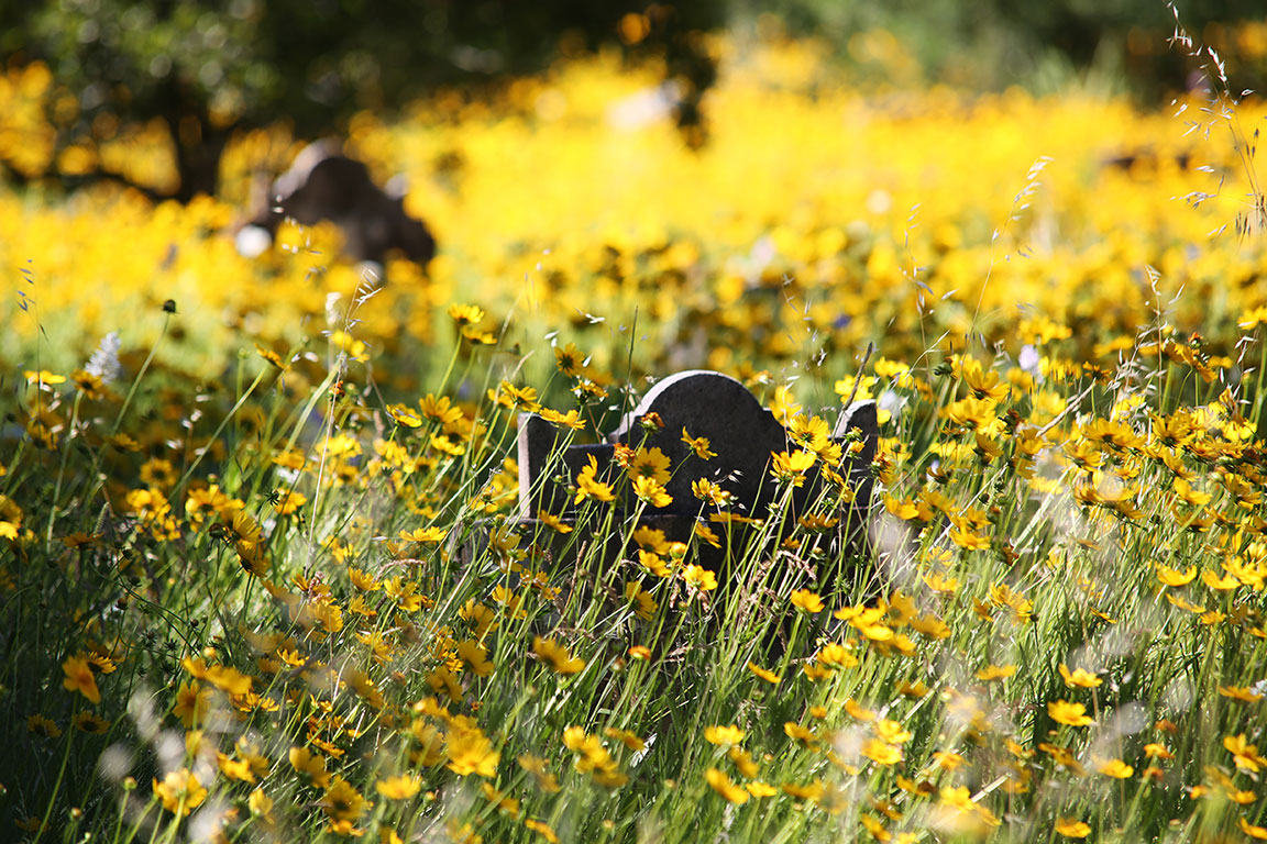 Gravestone in cemetery amongst yellow wildflowers