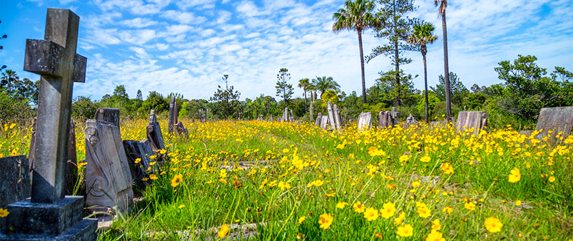 Gravestone in amongst yellow flowers in graveyard