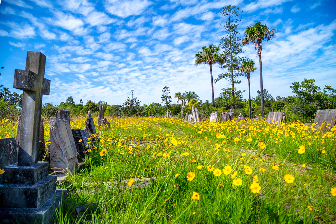 Gravestones among yellow flowers in cemetery